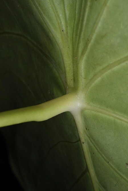 Anthurium peltatum