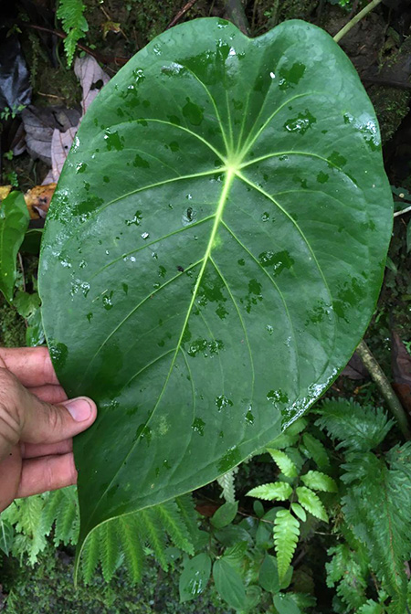Anthurium peltatum