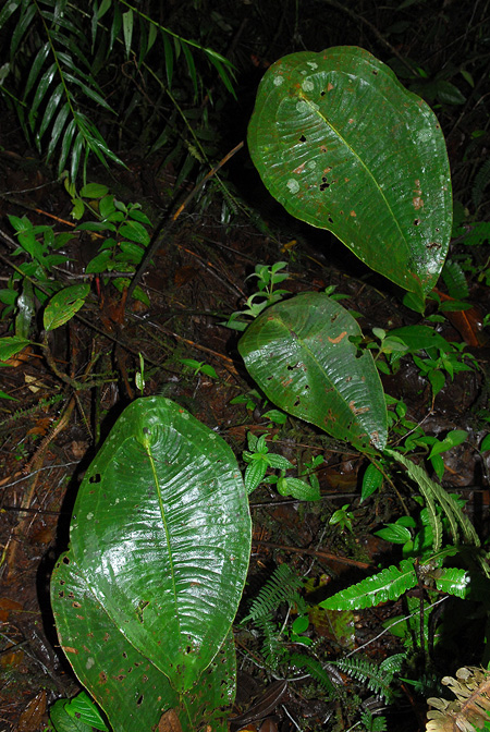 Anthurium peltigerum