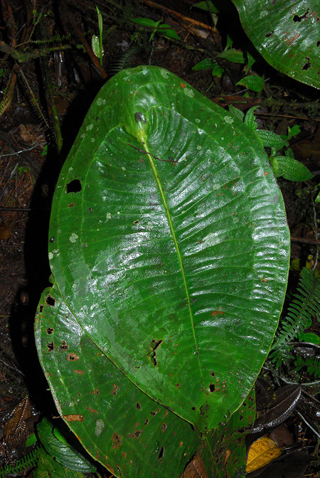 Anthurium peltigerum