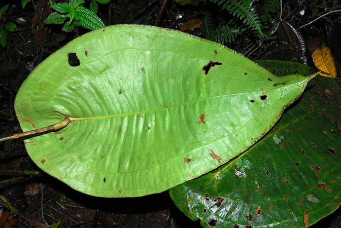 Anthurium peltigerum