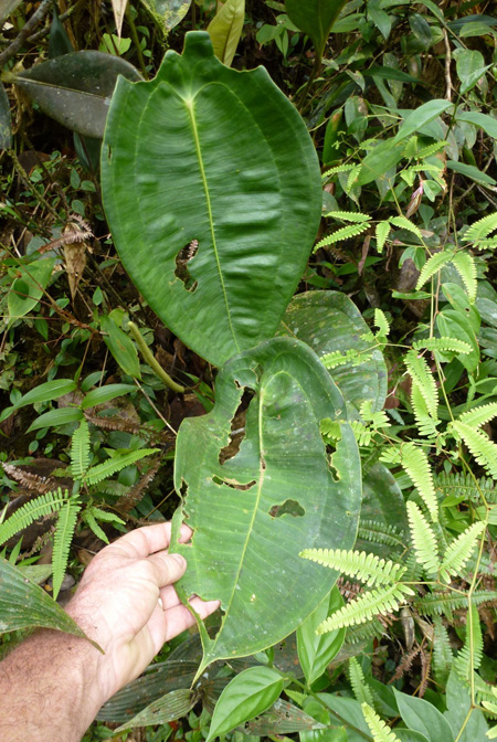 Anthurium peltigerum