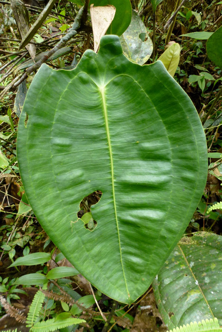 Anthurium peltigerum