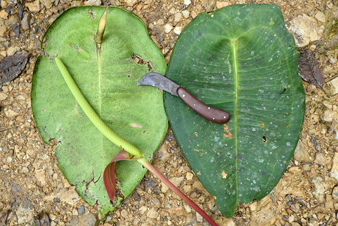 Anthurium peltigerum