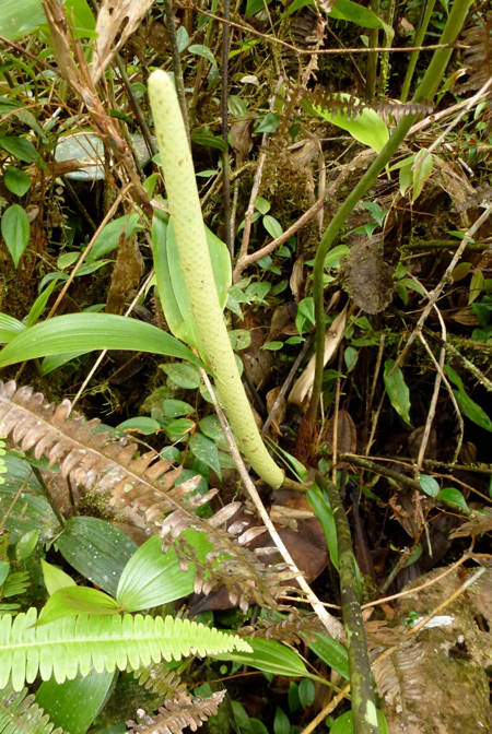 Anthurium peltigerum