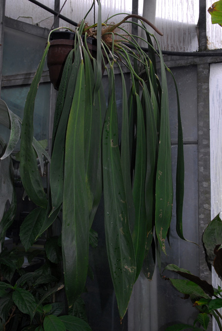 Anthurium pendens