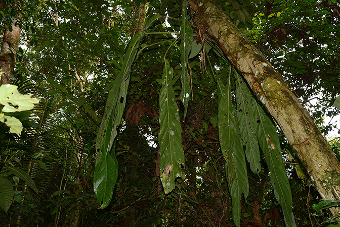 Anthurium pendulifolium