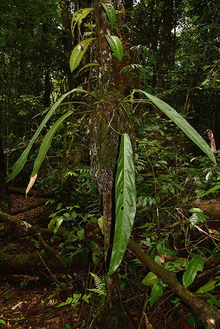 Anthurium pendulifolium