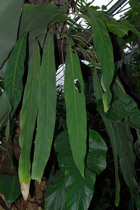 Anthurium pendulifolium