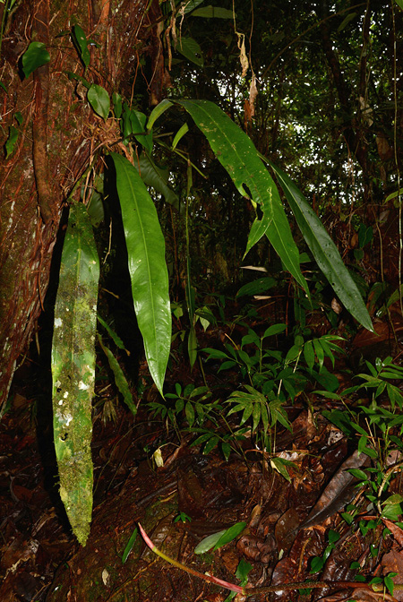 Anthurium pendulifolium