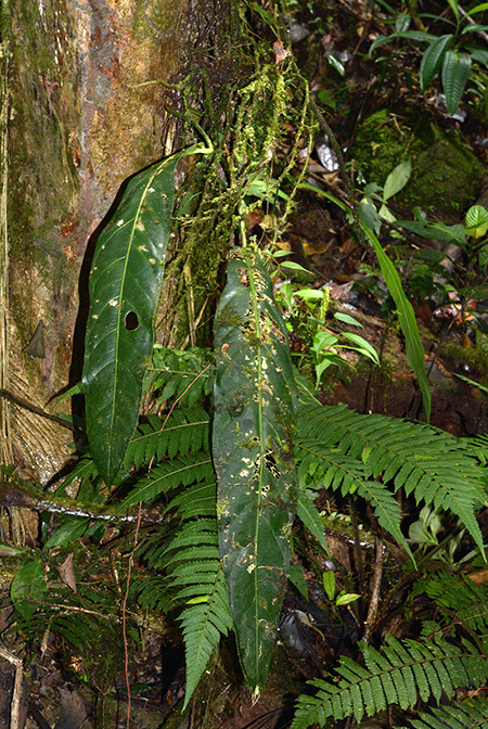 Anthurium pendulifolium