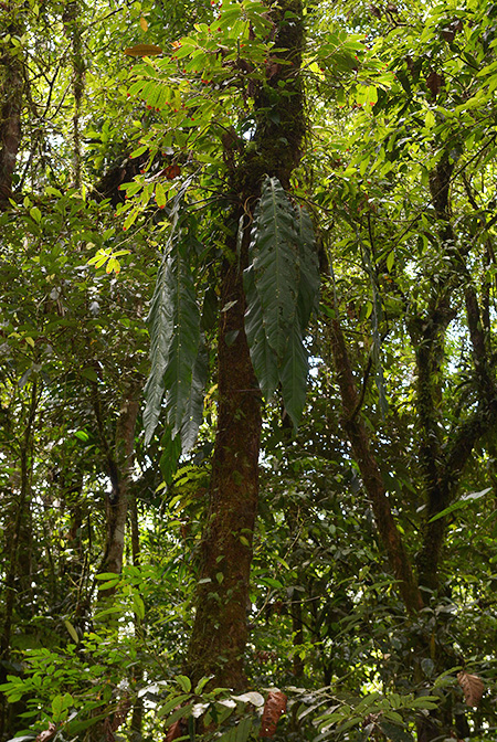 Anthurium pendulifolium