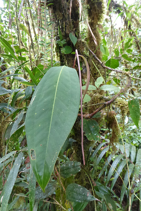 Anthurium pendulispadix