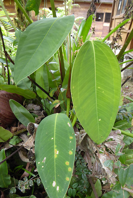 Anthurium pendulispadix