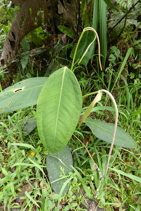Anthurium pendulispadix