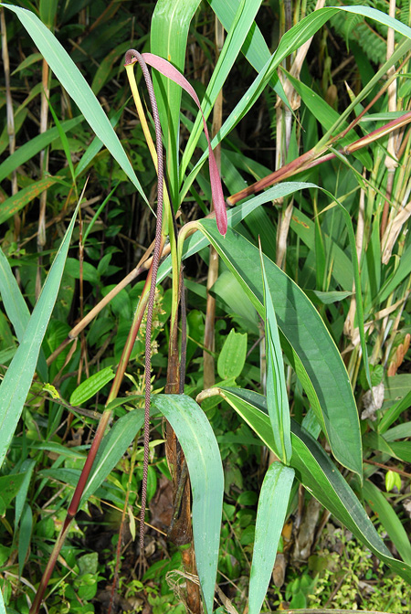 Anthurium pendulispadix