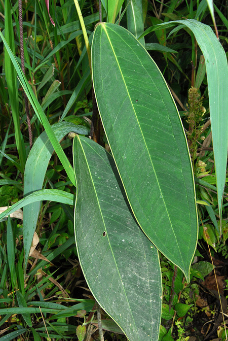 Anthurium pendulispadix