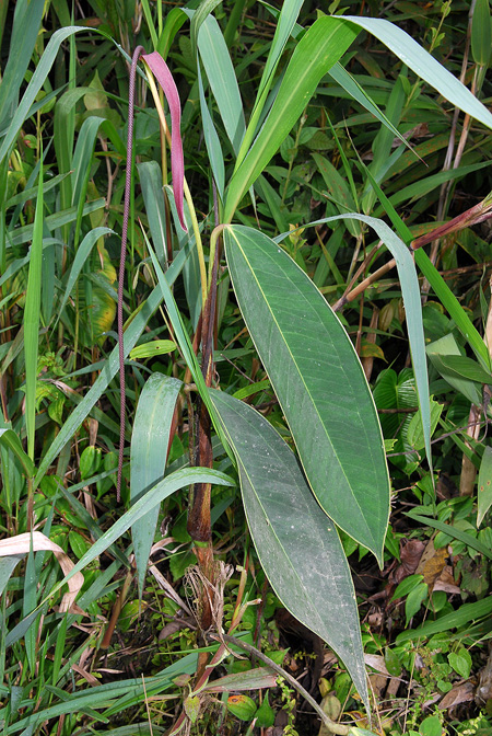 Anthurium pendulispadix