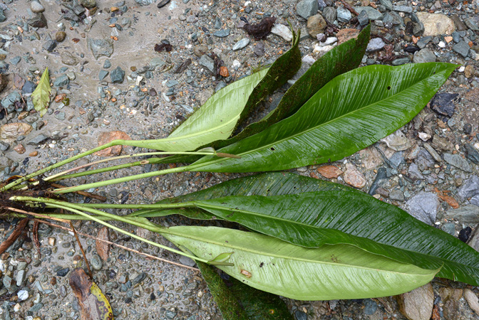 Anthurium penningtonii