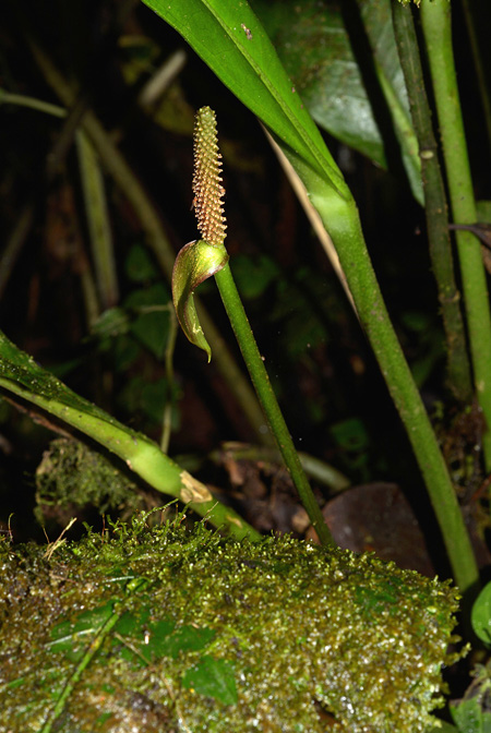 Anthurium penningtonii