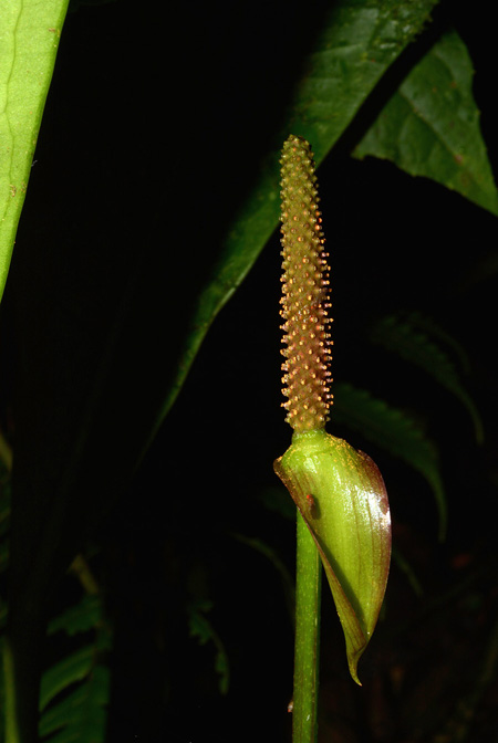 Anthurium penningtonii