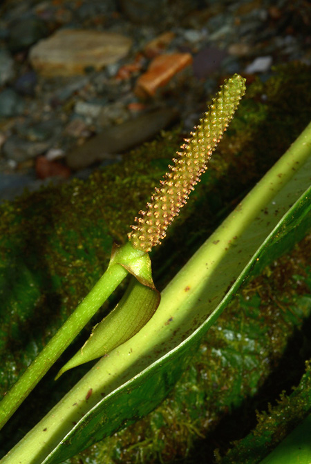 Anthurium penningtonii