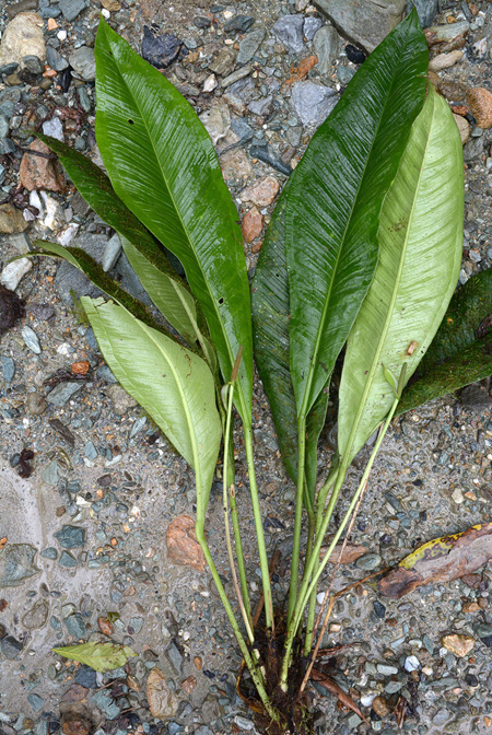 Anthurium penningtonii