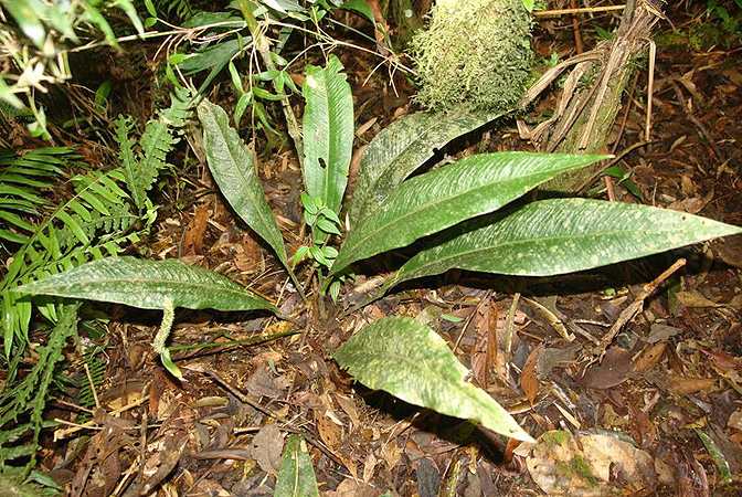 Anthurium penningtonii