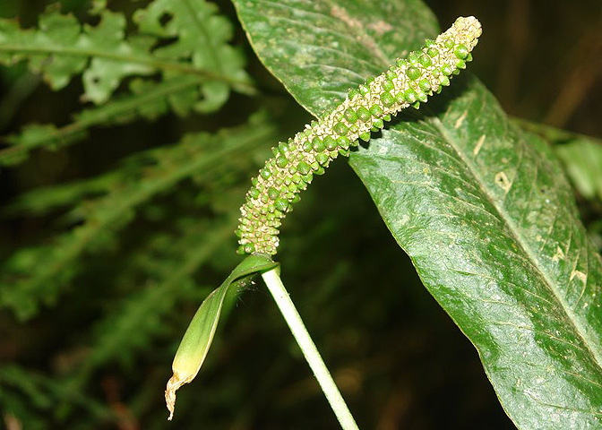 Anthurium penningtonii