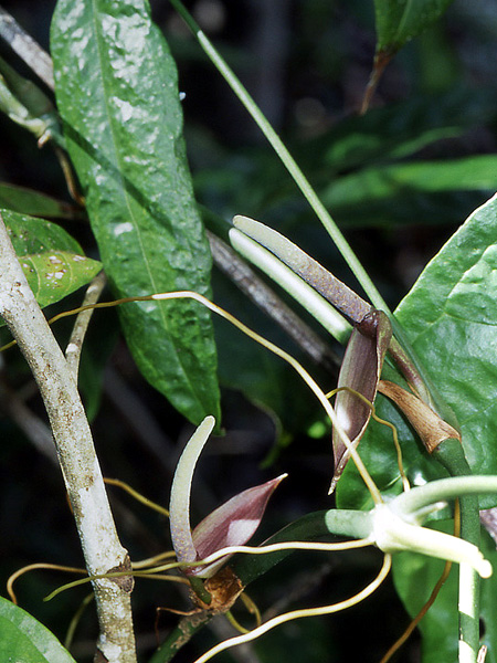 Anthurium pentaphyllum