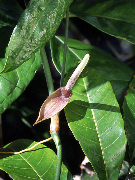 Anthurium pentaphyllum