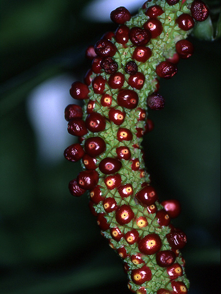 Anthurium pentaphyllum