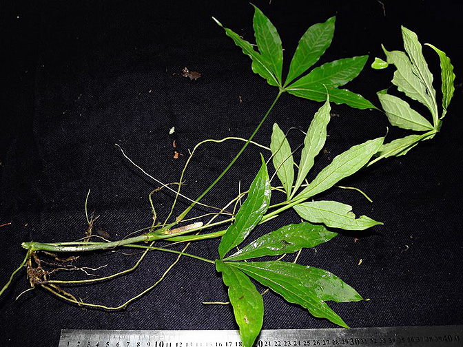 Anthurium pentaphyllum