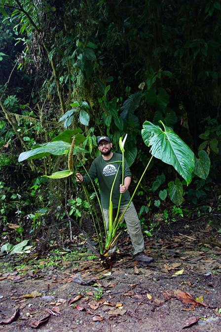 Anthurium phlebodes