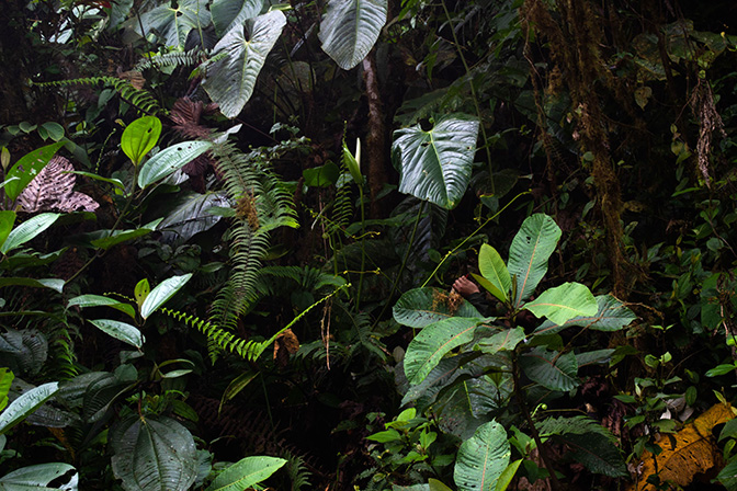 Anthurium phlebodes