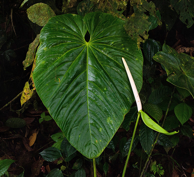 Anthurium phlebodes