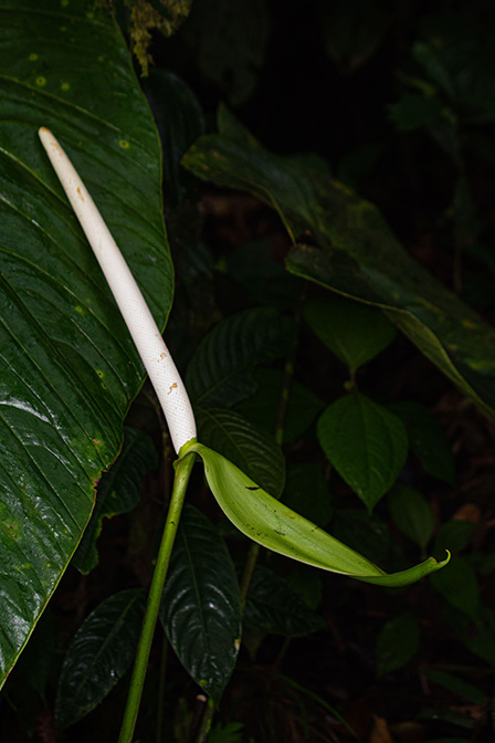 Anthurium phlebodes