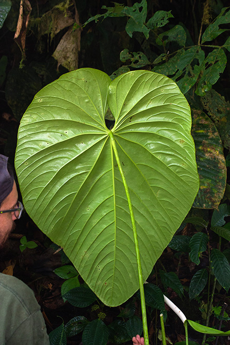 Anthurium phlebodes