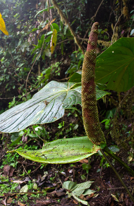 Anthurium phlebodes
