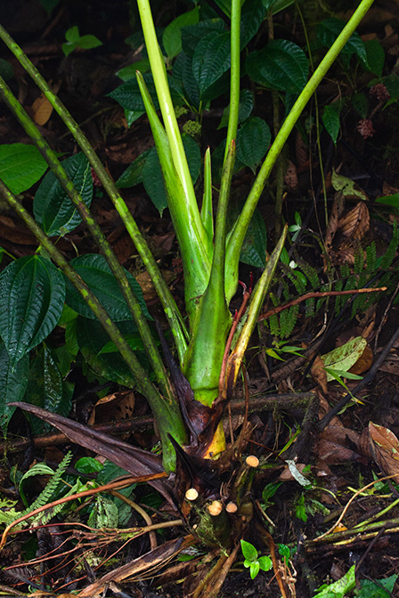 Anthurium phlebodes
