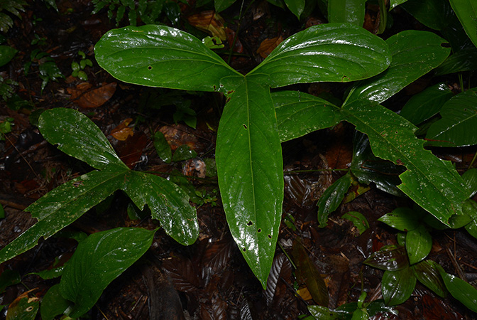 Anthurium pinkleyi