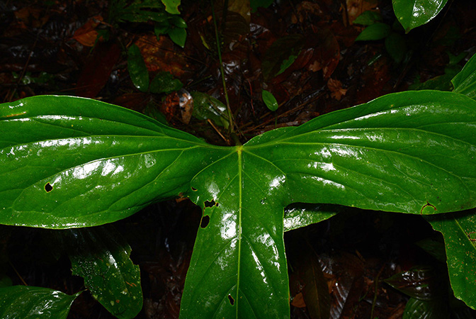 Anthurium pinkleyi