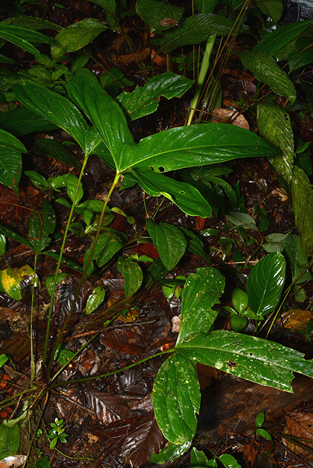 Anthurium pinkleyi