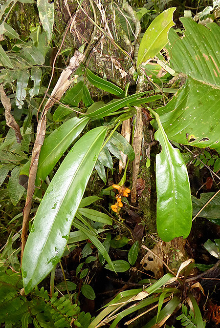 Anthurium pittieri