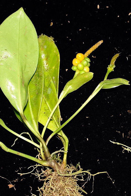 Anthurium pittieri
