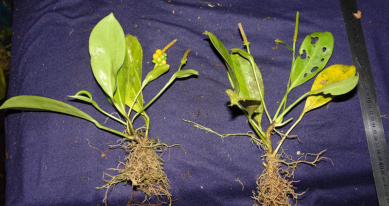Anthurium pittieri