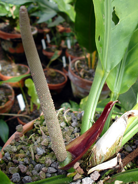 Anthurium plowmanii