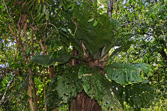 Anthurium plowmanii