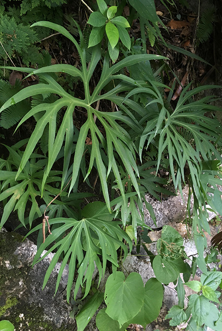 Anthurium podophyllum