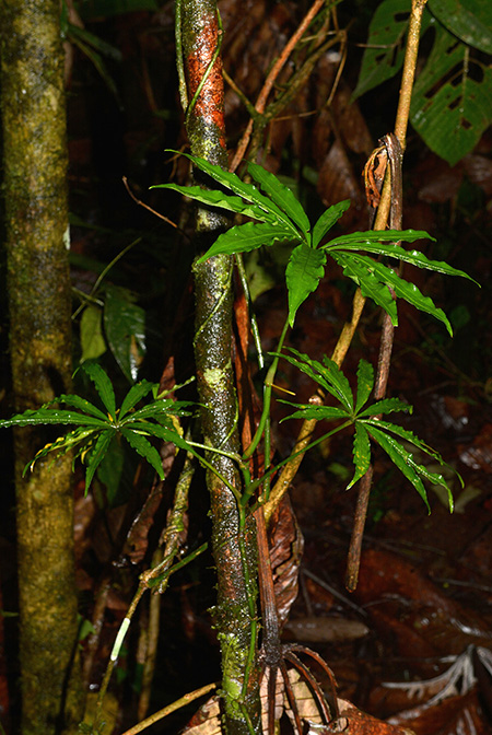 Anthurium polyschistum